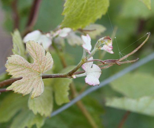 Gros plan de feuilles de vigne vertes