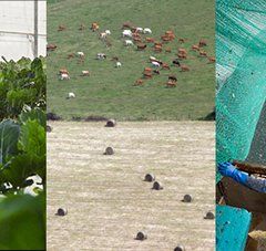 triptyque de 3 images, une serre, un champs avec des vaches et un pêcheur en mer